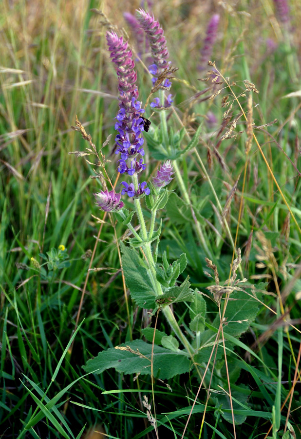 Image of Salvia tesquicola specimen.