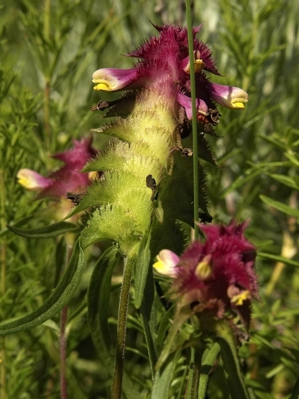 Image of Melampyrum cristatum specimen.