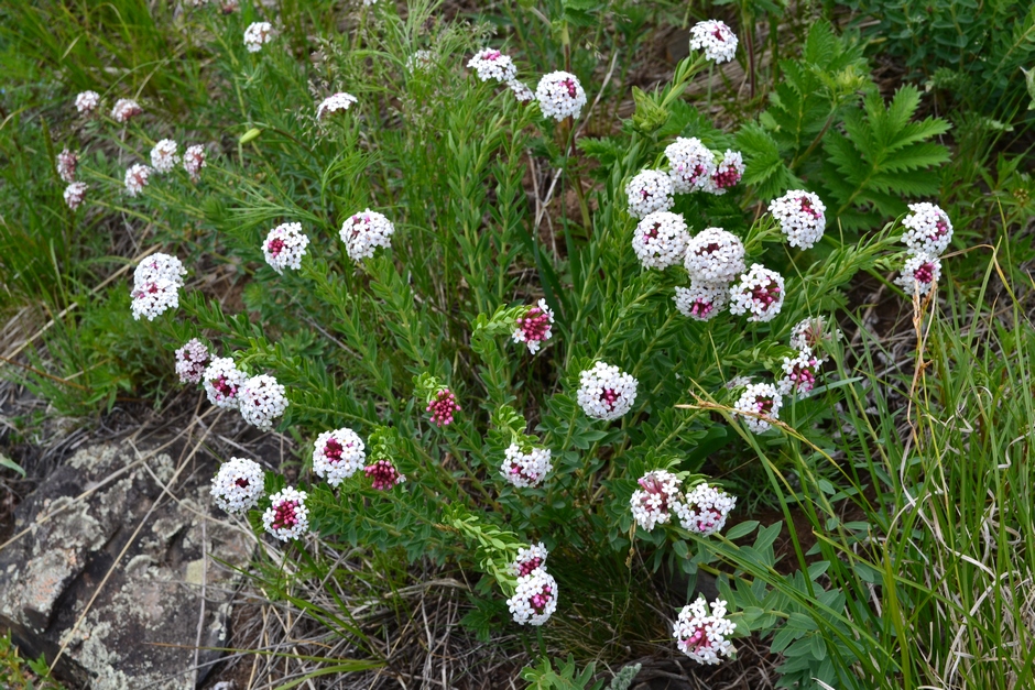 Image of Stellera chamaejasme specimen.