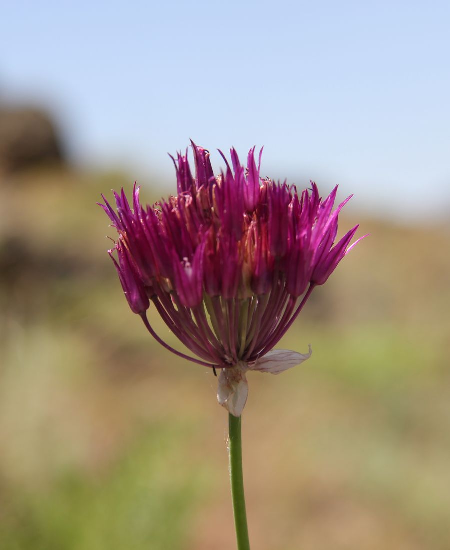 Image of Allium jodanthum specimen.