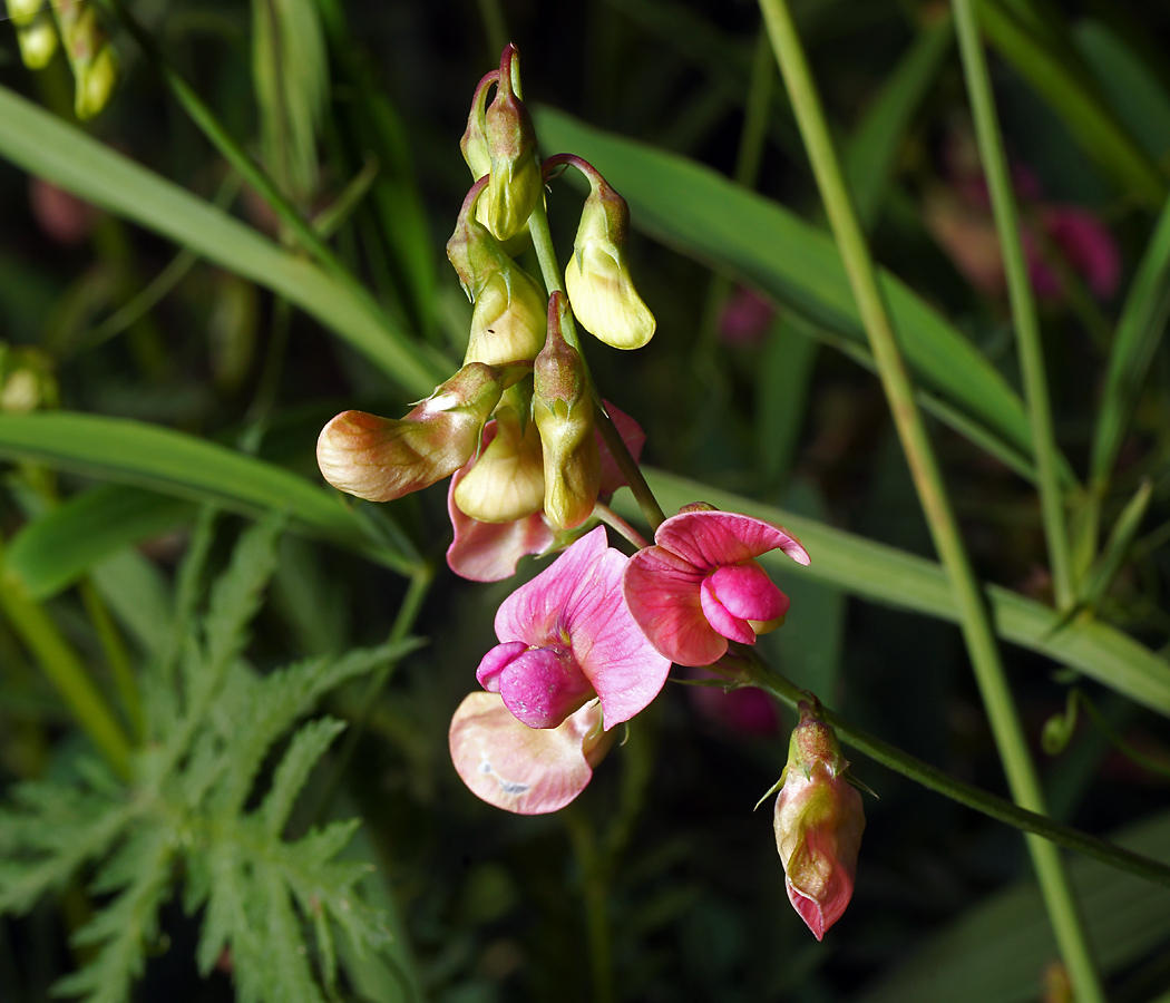 Image of Lathyrus sylvestris specimen.