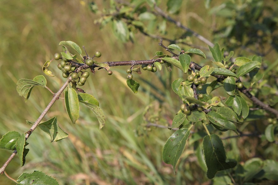 Image of Rhamnus cathartica specimen.