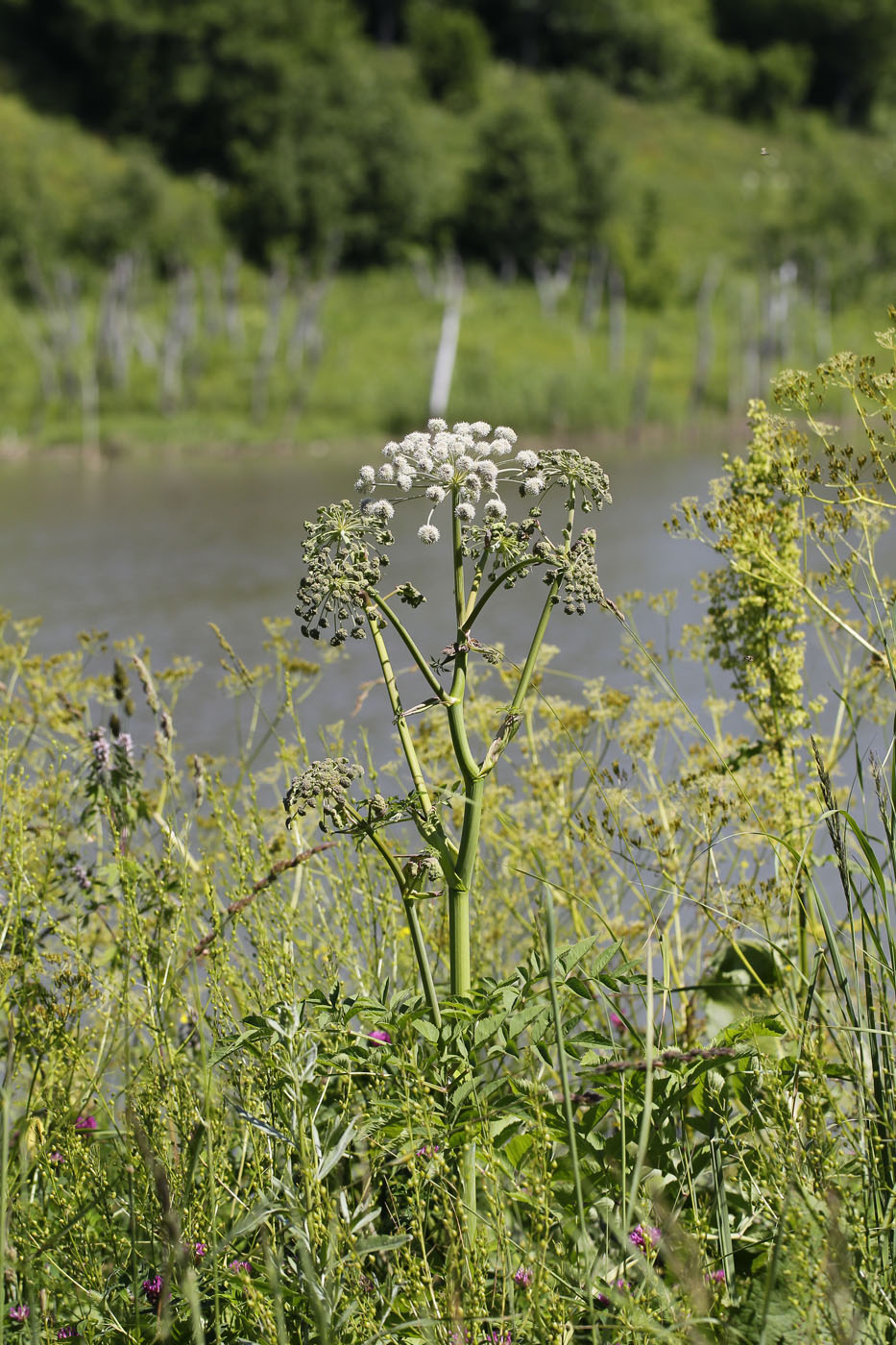 Image of Angelica sylvestris specimen.