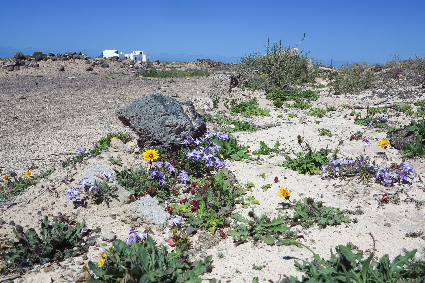 Image of Matthiola fruticulosa var. bolleana specimen.