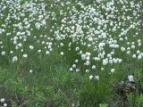 Eriophorum vaginatum