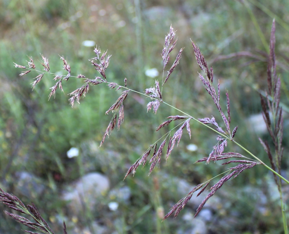 Image of genus Calamagrostis specimen.