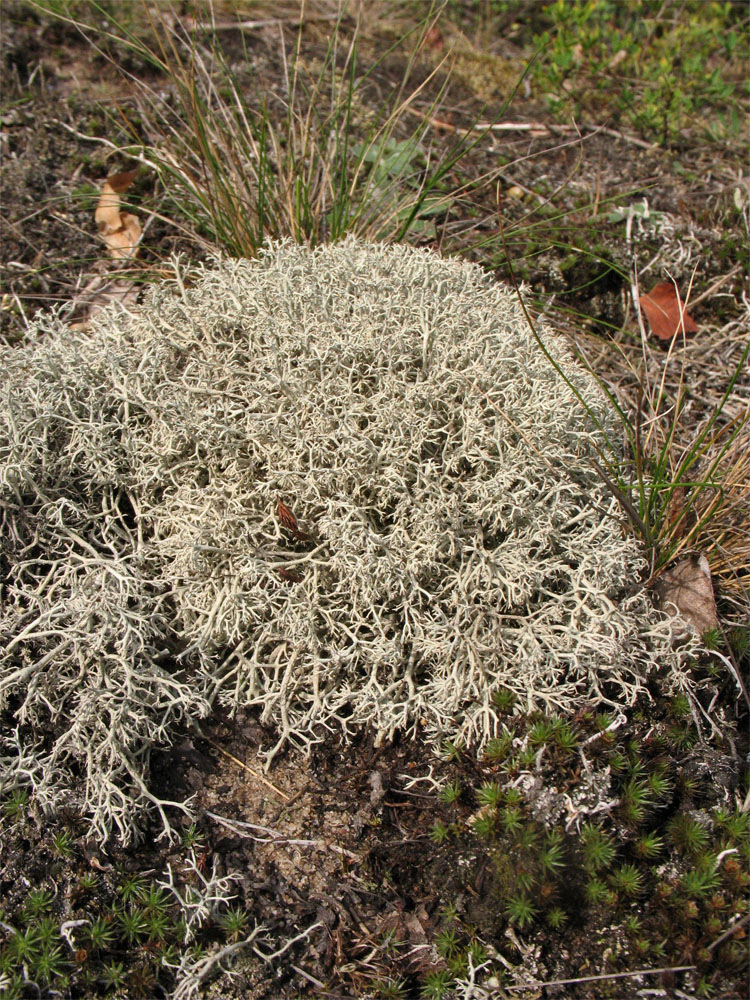 Изображение особи Cladonia rangiferina.