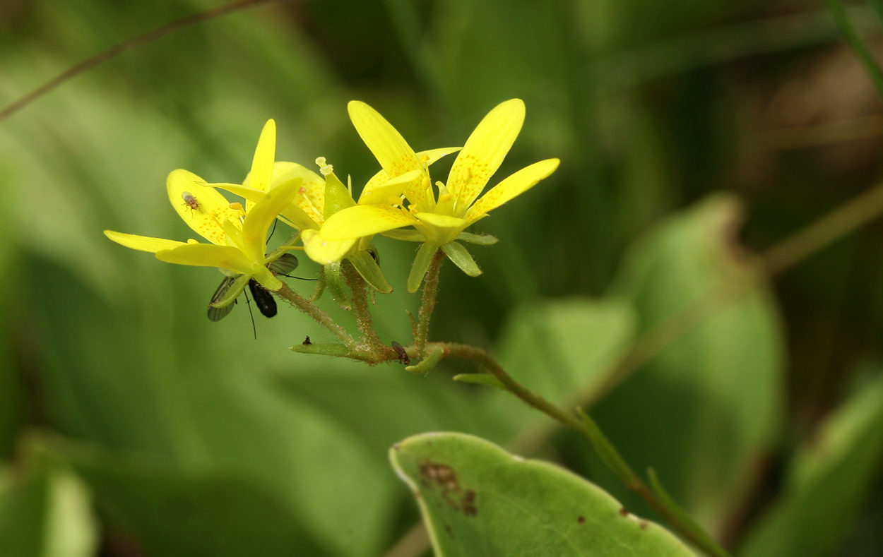 Image of Saxifraga hirculus specimen.