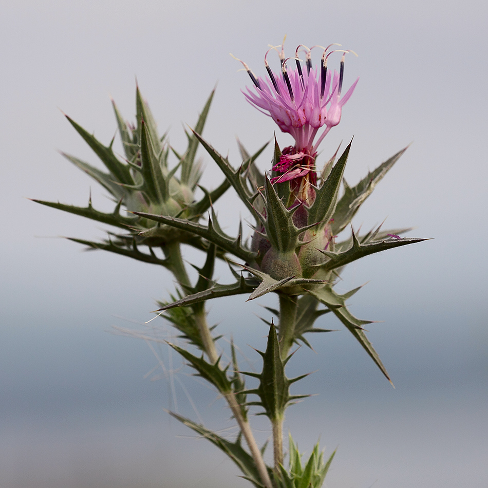 Изображение особи Carthamus glaucus.