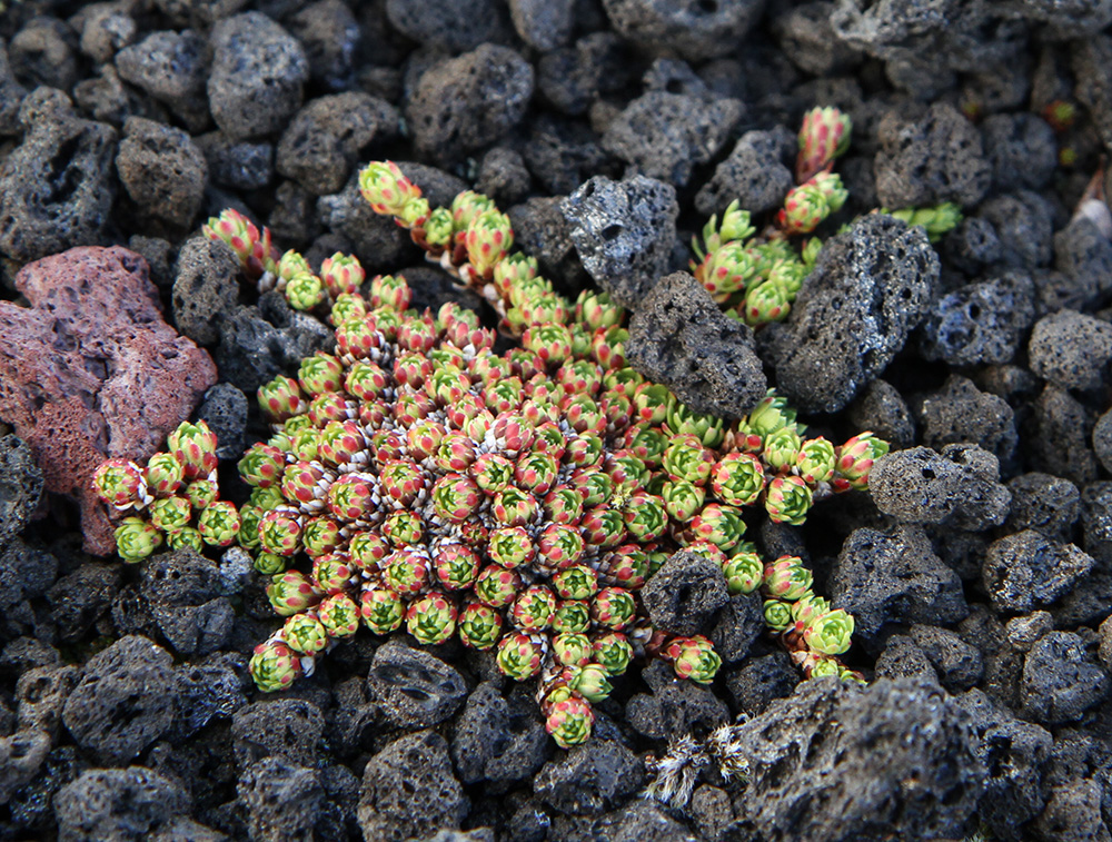 Image of Saxifraga kruhsiana specimen.