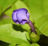 Brunfelsia pauciflora. Раскрывающийся цветок. Израиль, Шарон, пос. Кфар Монаш, ботанический сад \"Хават Ганой\". 03.04.2017.