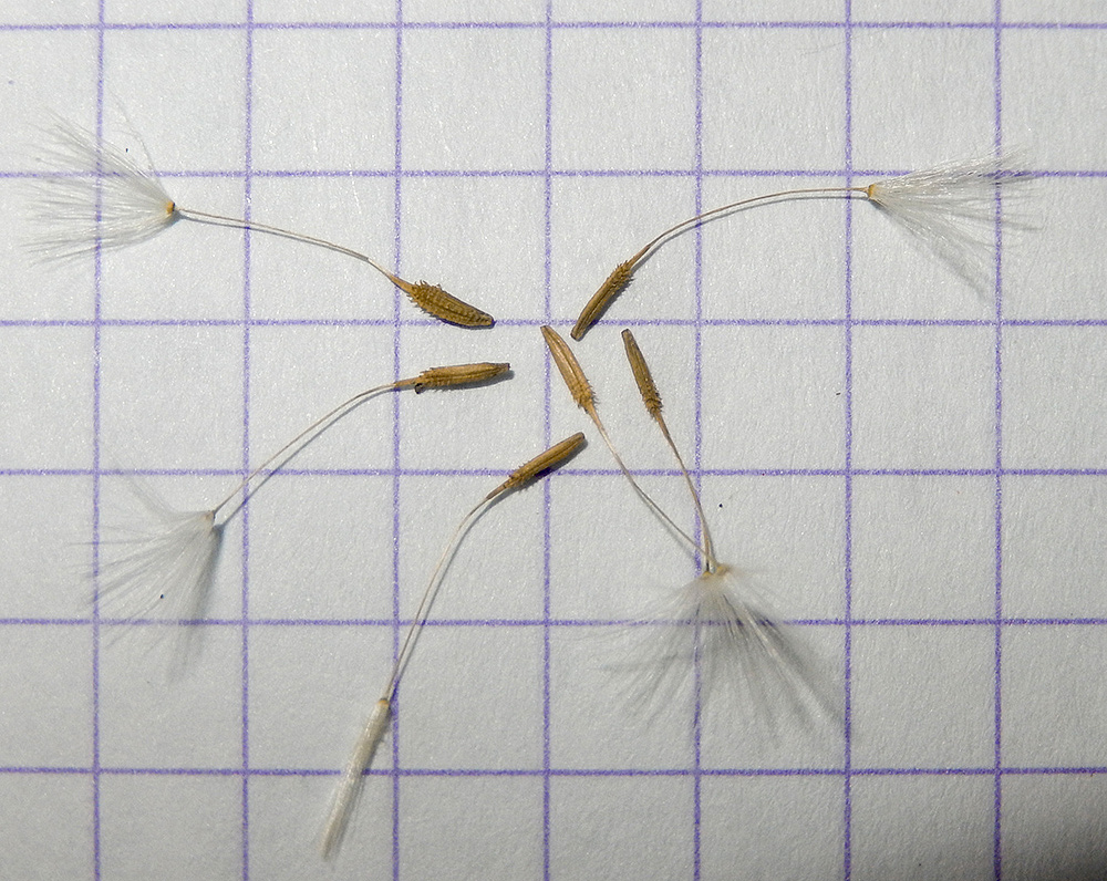 Image of Taraxacum microlobum specimen.