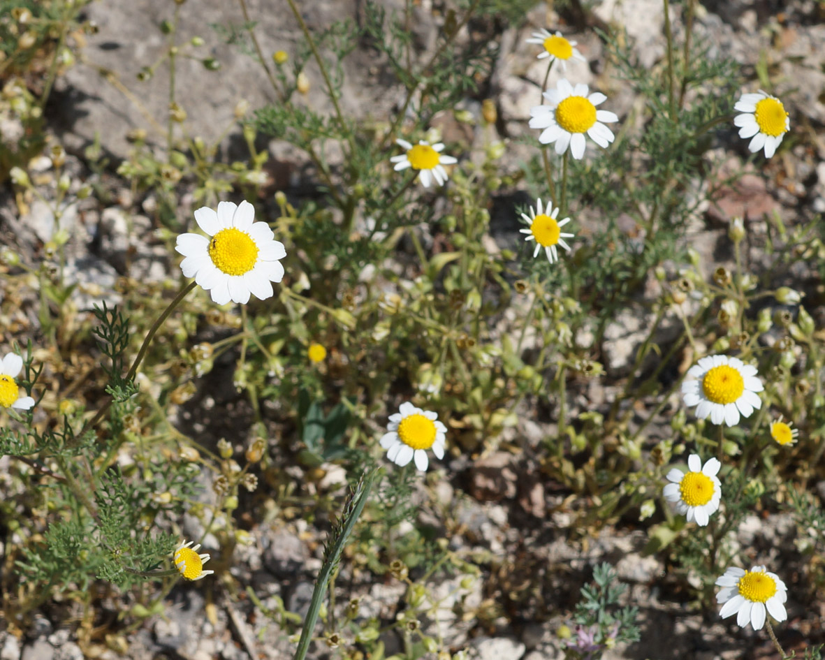 Image of genus Tripleurospermum specimen.