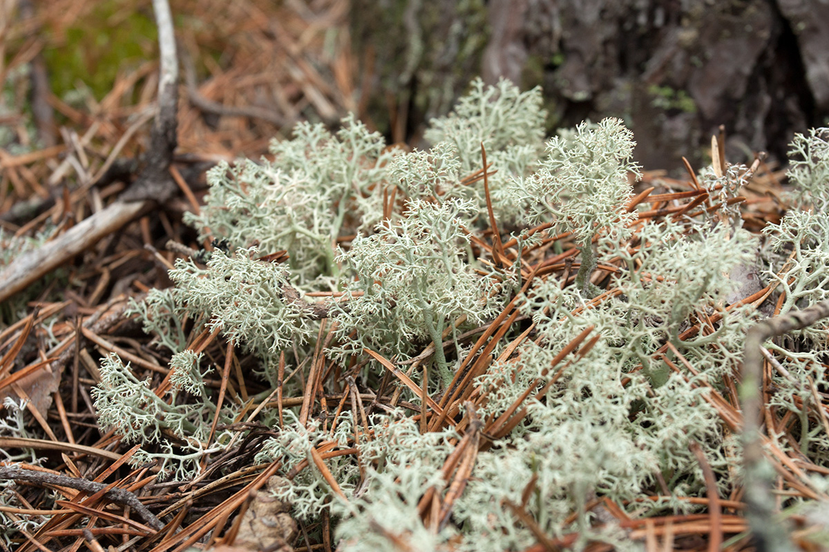 Изображение особи Cladonia arbuscula.