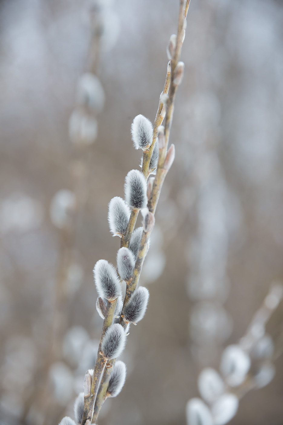 Изображение особи Salix gmelinii.