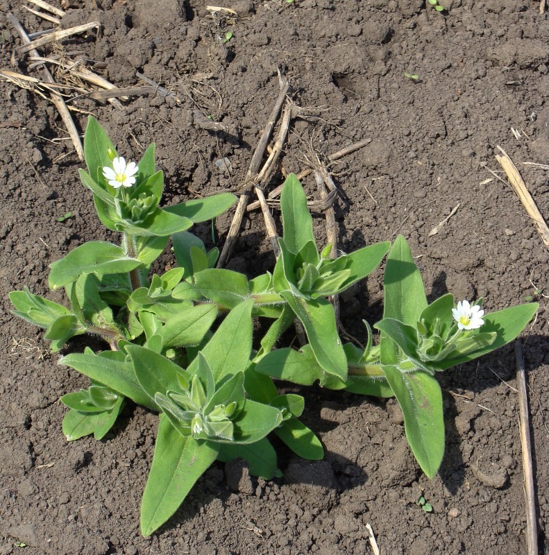 Image of Cerastium nemorale specimen.