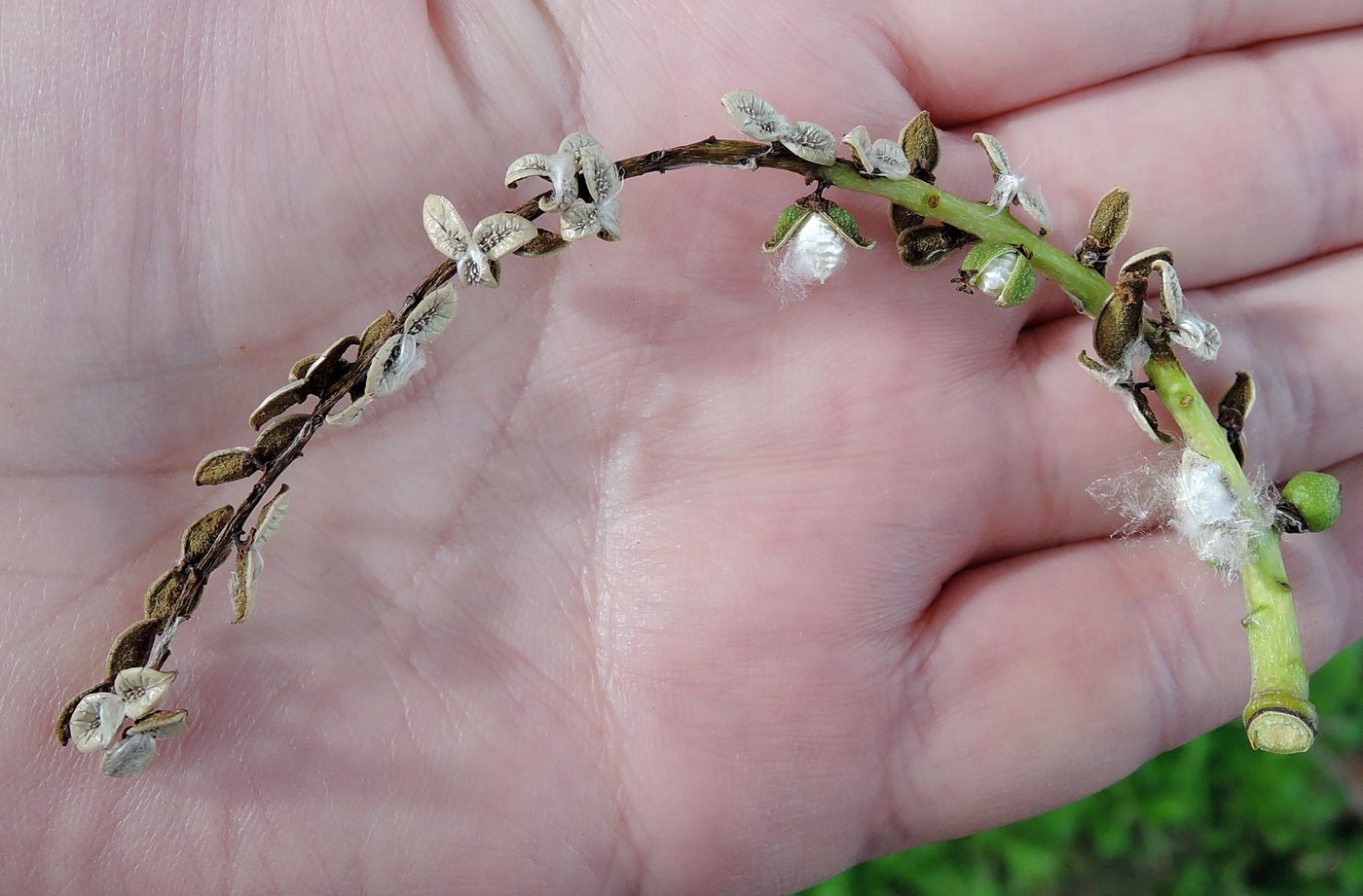 Image of Populus &times; sibirica specimen.