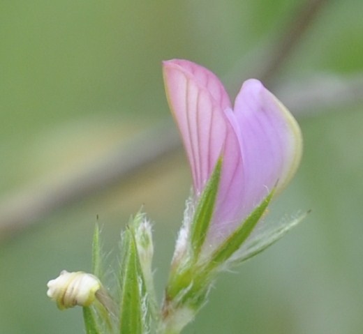 Image of Onobrychis aequidentata specimen.