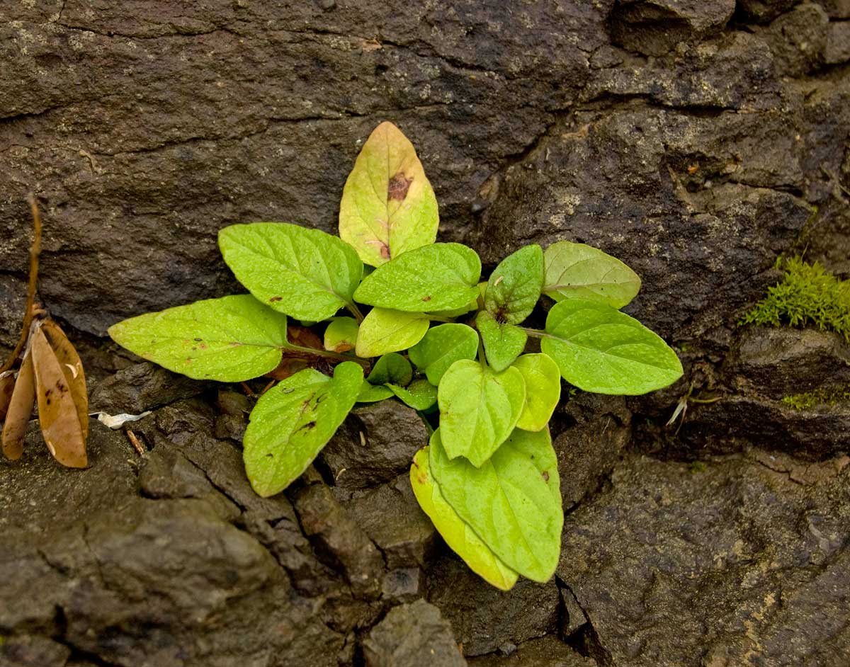 Изображение особи Prunella vulgaris.