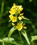 Lysimachia vulgaris. Соцветие. Восточный Казахстан, г. Усть-Каменогорск, правый берег р. Иртыш, заболоченный луг. 03.08.2017.