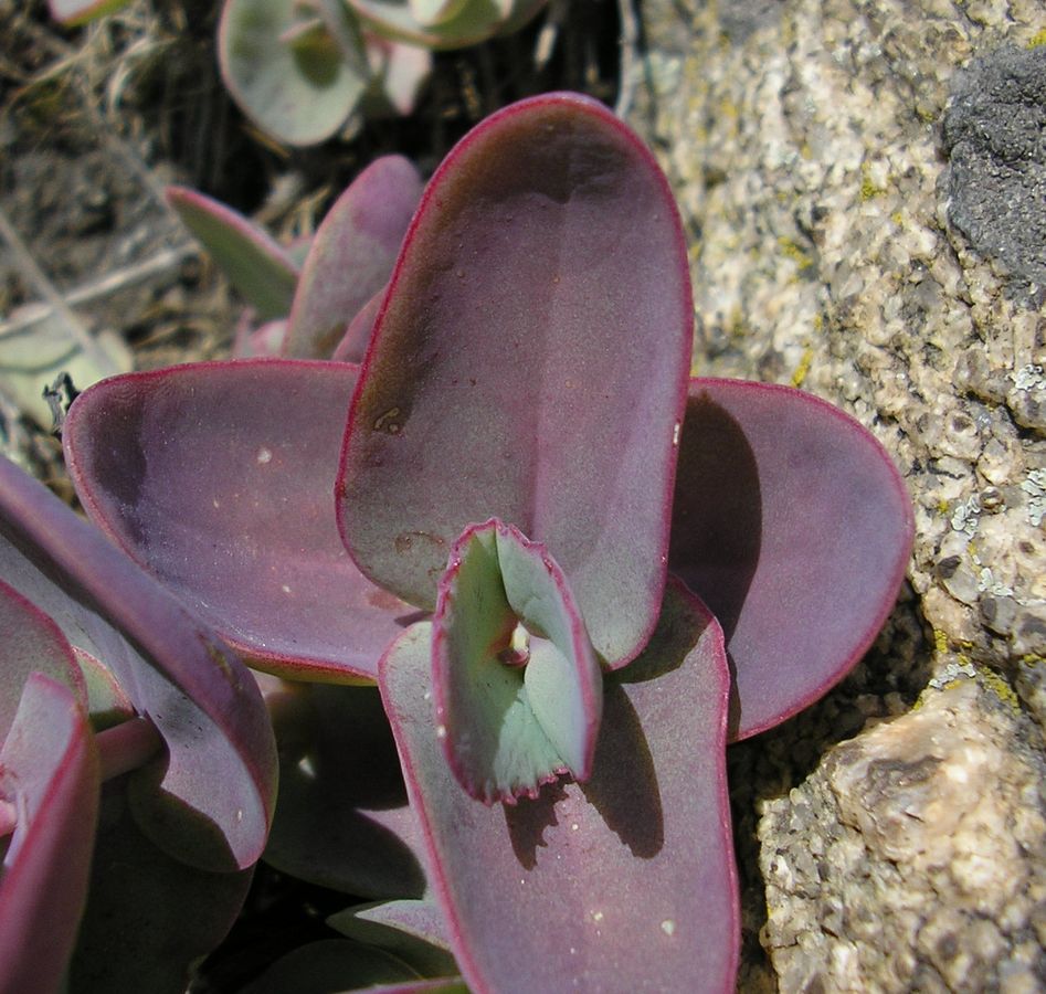 Image of Hylotelephium stepposum specimen.