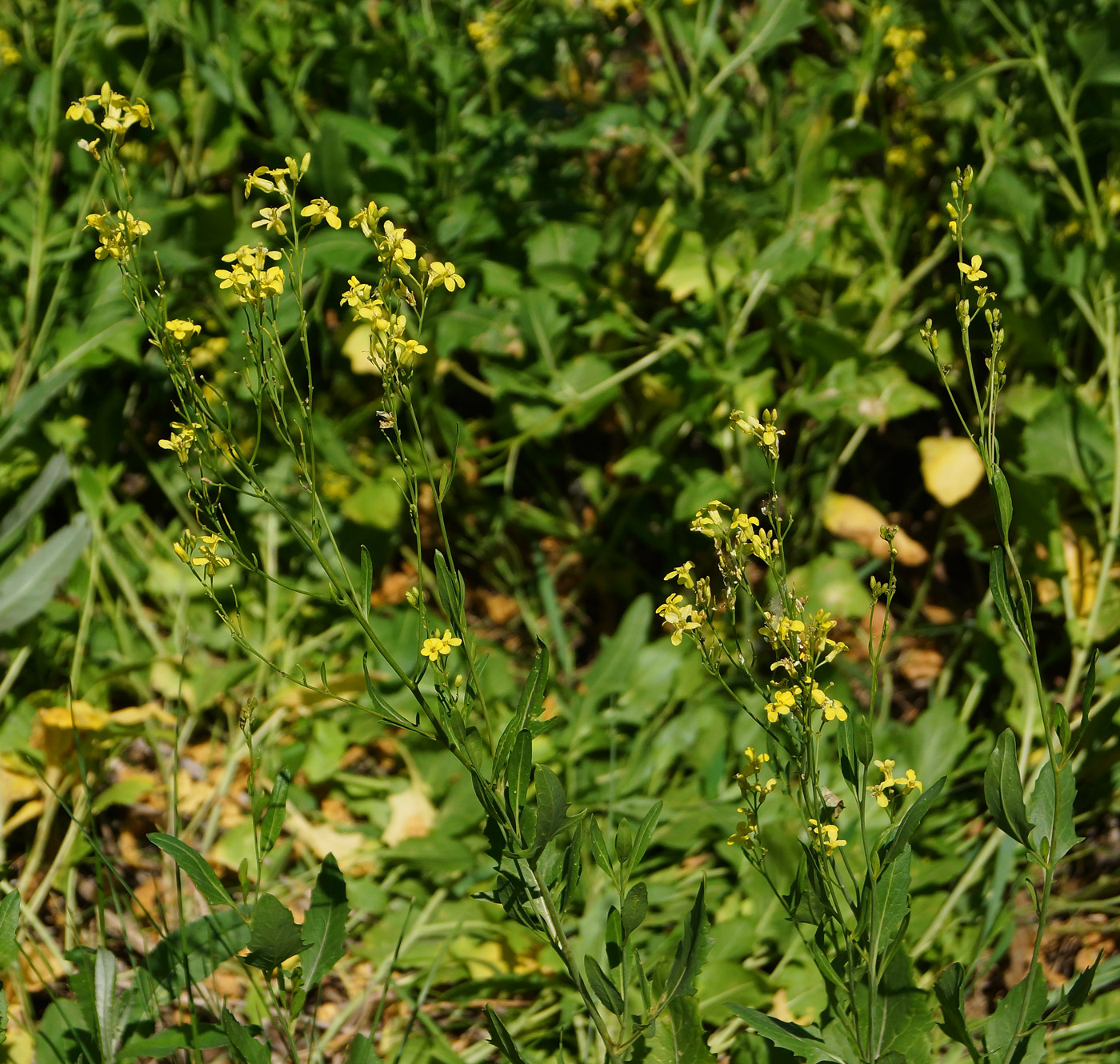 Image of Sisymbrium volgense specimen.