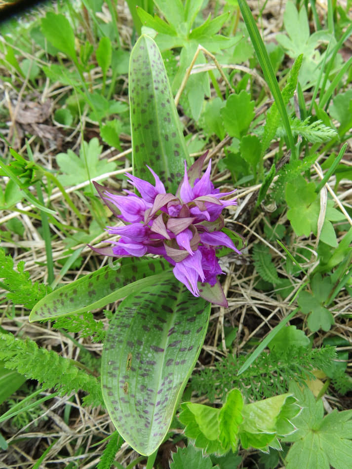 Image of Dactylorhiza aristata specimen.