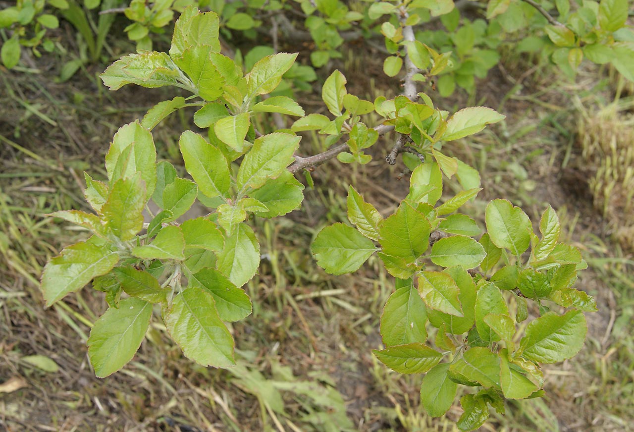 Изображение особи Malus domestica.