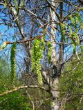 Populus tremula. Ветвь с созревающими плодами. Чувашия, окрестности г. Шумерля, Кумашкинский заказник, Соколова поляна. 30 апреля 2008 г.
