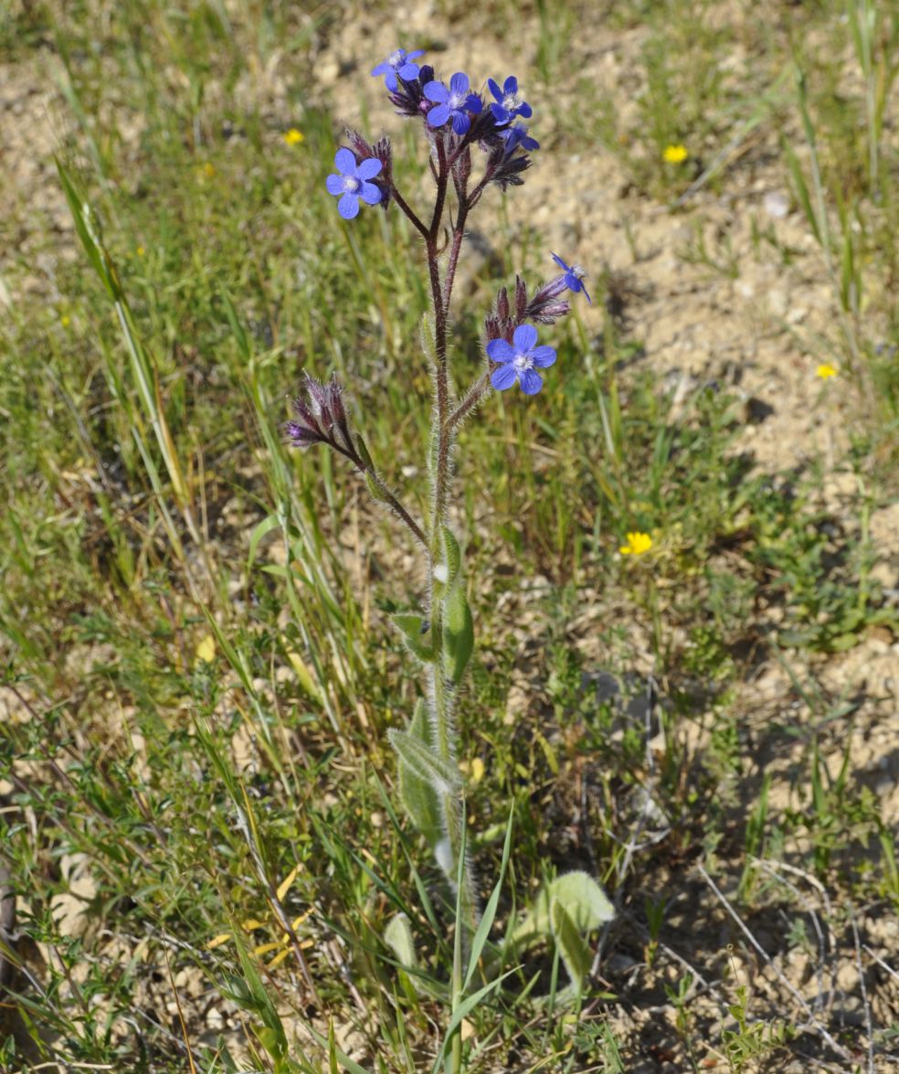 Image of Anchusa azurea specimen.