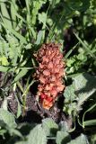 Orobanche colorata