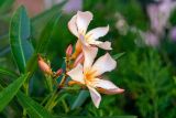 Nerium oleander. Верхушка побега с цветками и бутонами. Израиль, г. Бат-Ям, в культуре. 17.04.2018.