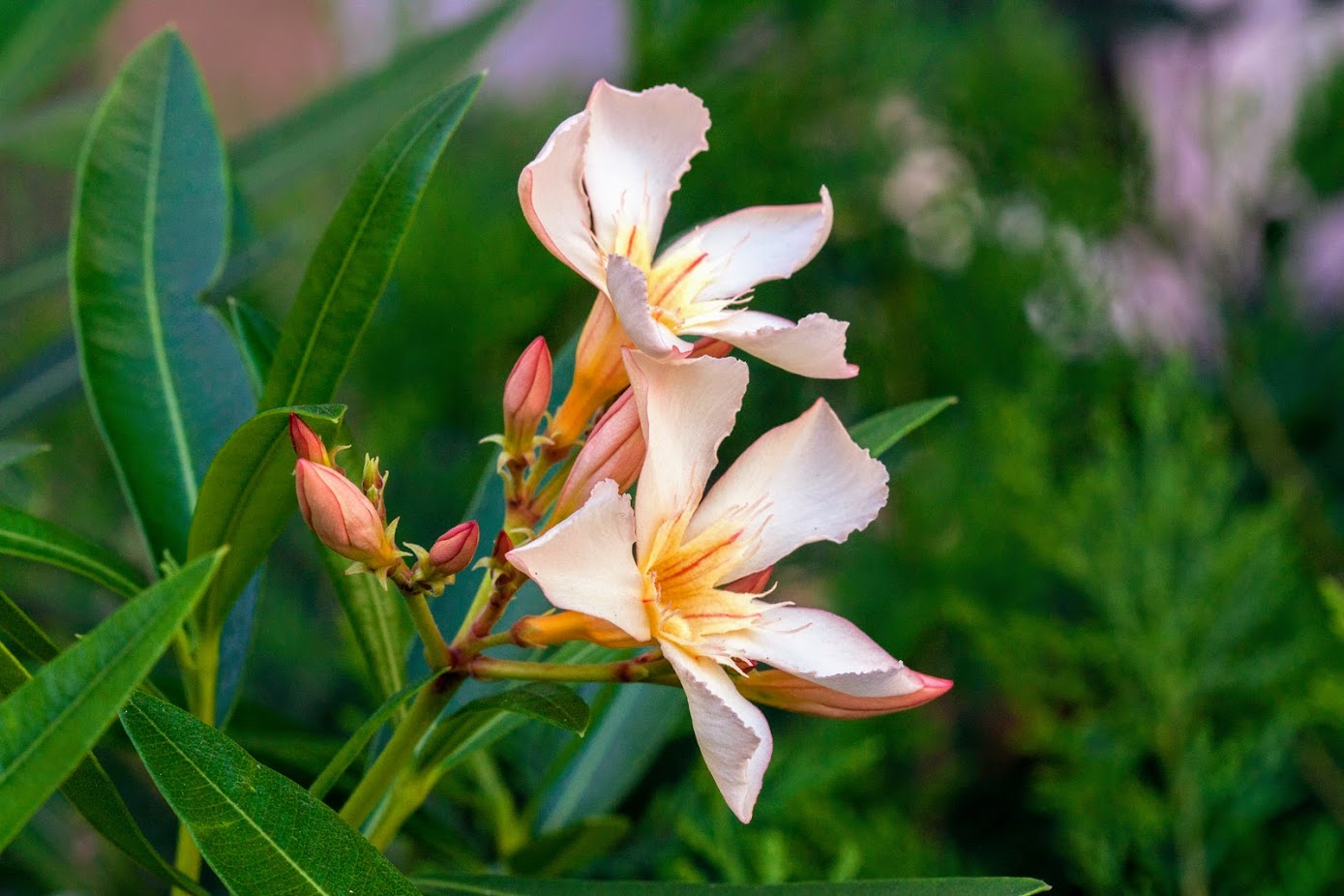 Image of Nerium oleander specimen.