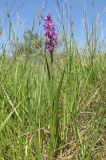 Anacamptis laxiflora подвид elegans. Цветущее растение. Крым, Керченский п-ов, побережье Казантипского залива в окр. с. Песочное, заболоченные пески. 22 мая 2018 г.