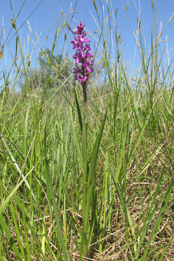 Image of Anacamptis laxiflora ssp. elegans specimen.