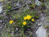 Taraxacum croceum