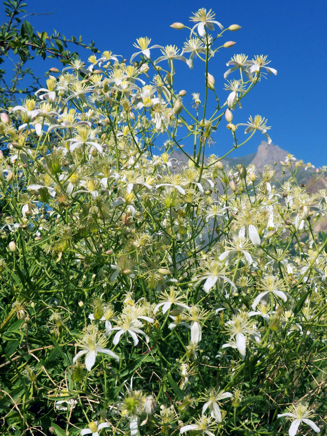 Image of Clematis songorica specimen.