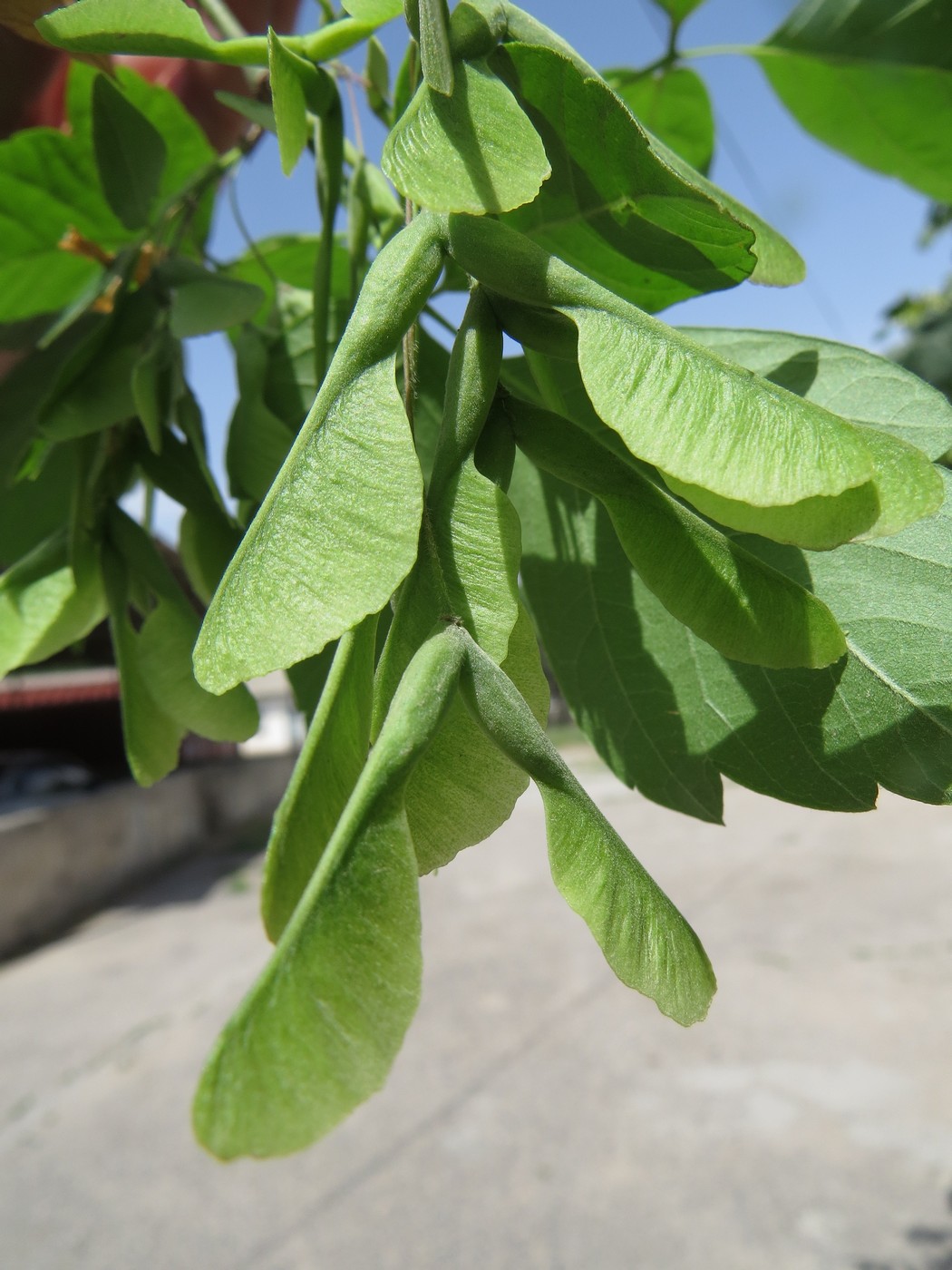 Image of Acer negundo var. californicum specimen.