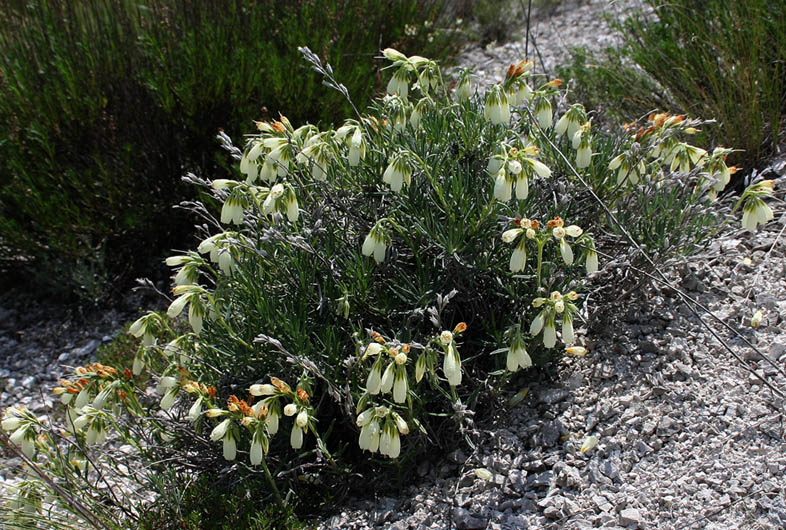 Image of Onosma tanaitica specimen.