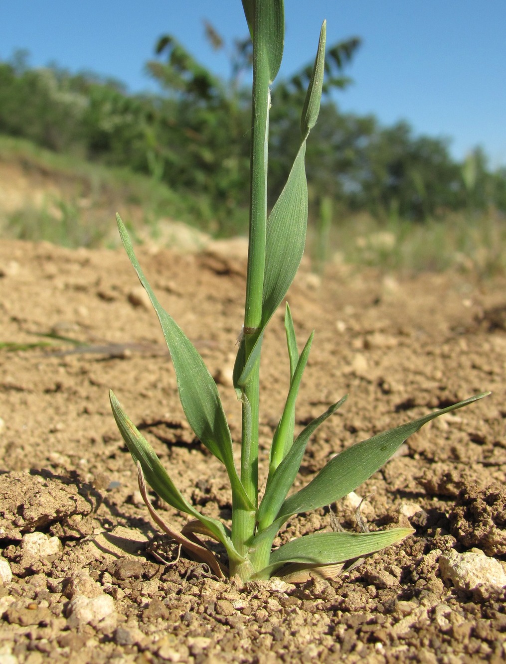 Image of Cynosurus echinatus specimen.