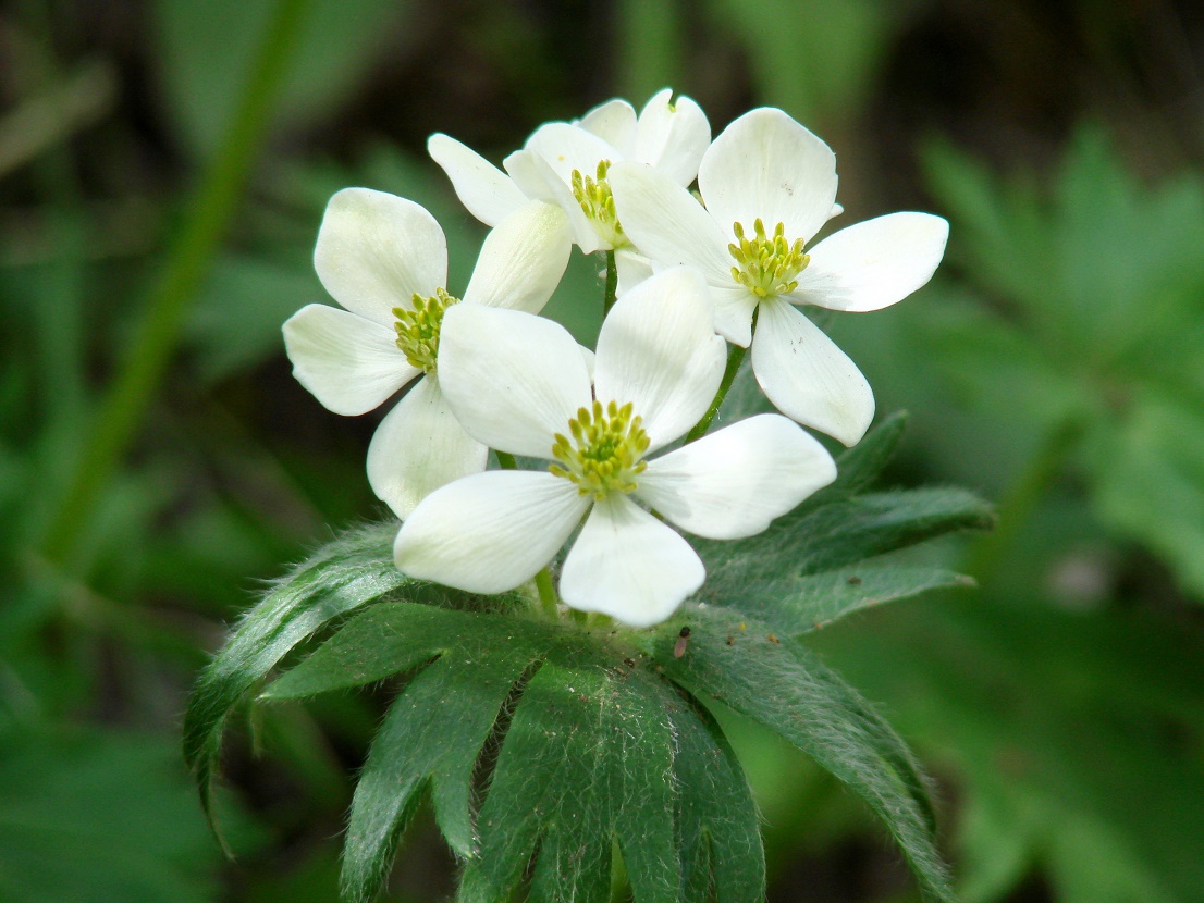 Image of Anemonastrum crinitum specimen.