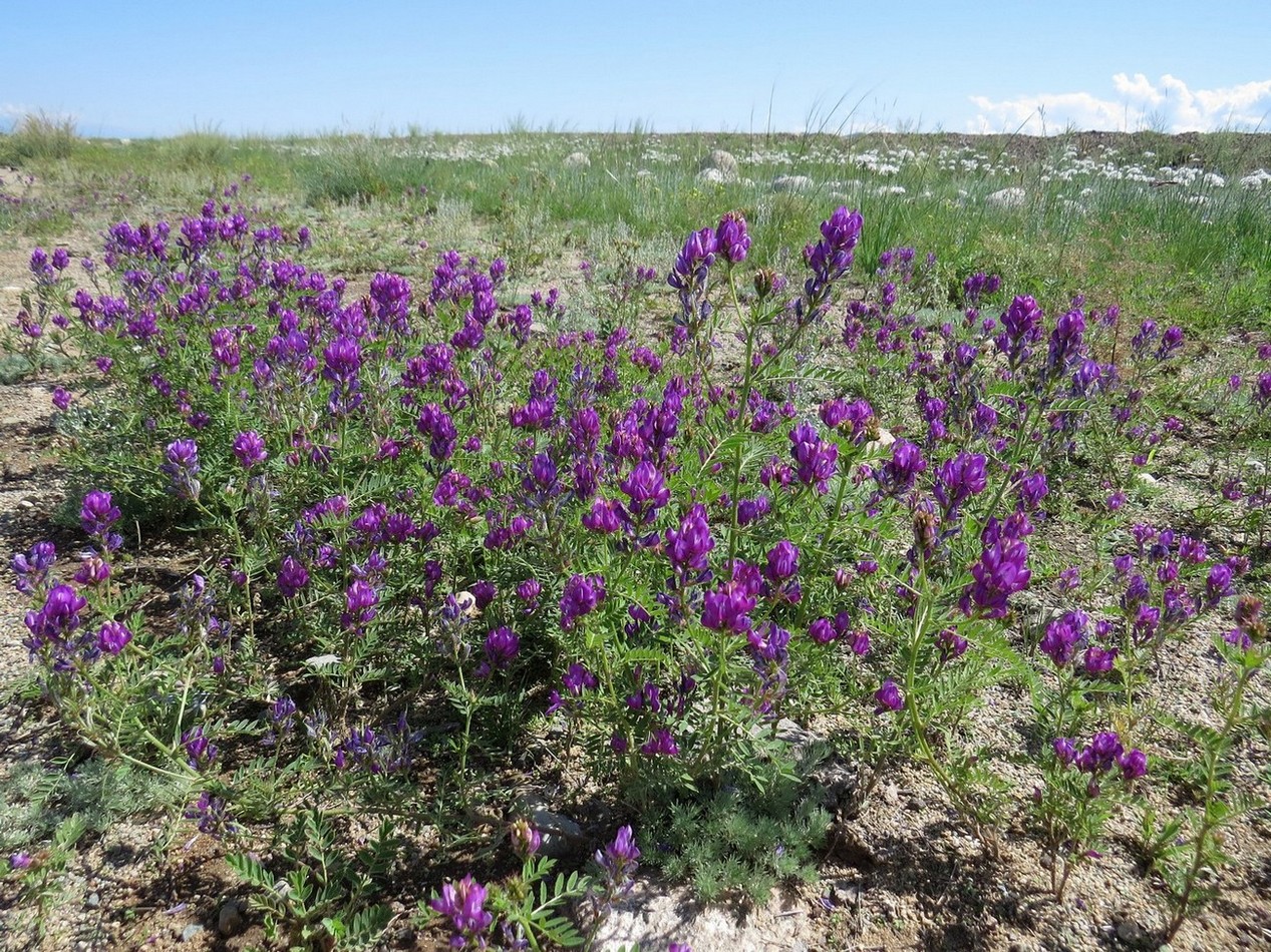 Image of Astragalus davuricus specimen.