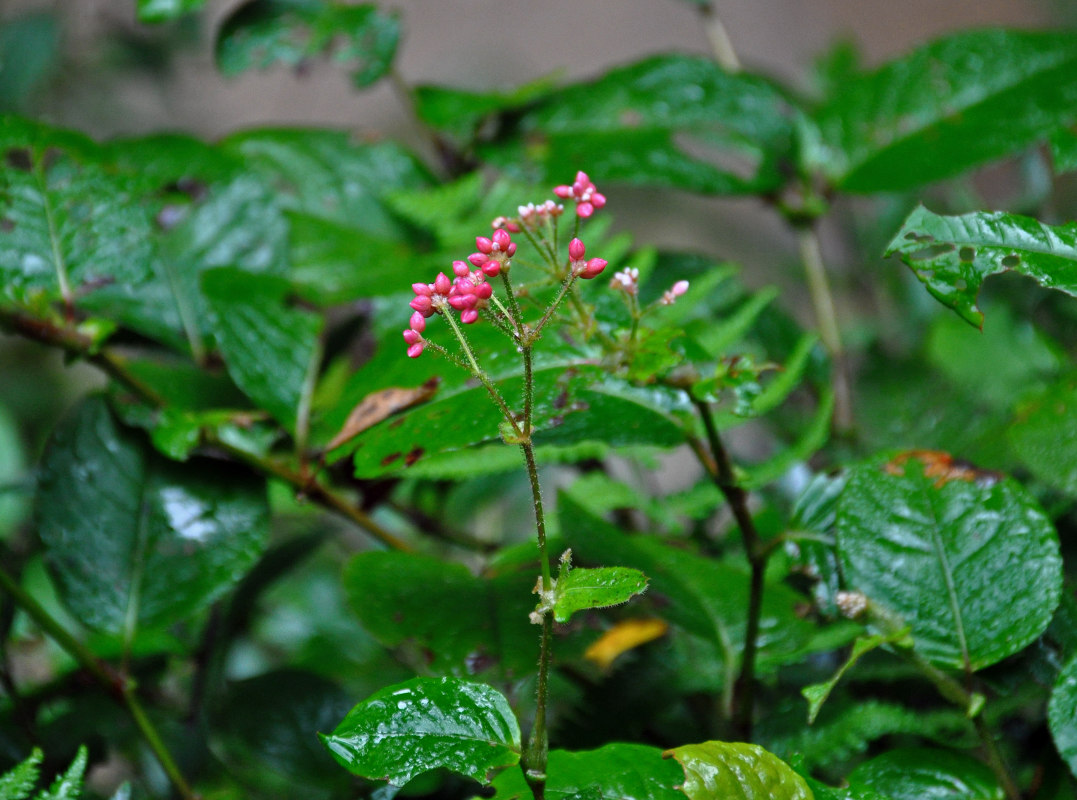 Изображение особи Persicaria chinensis.