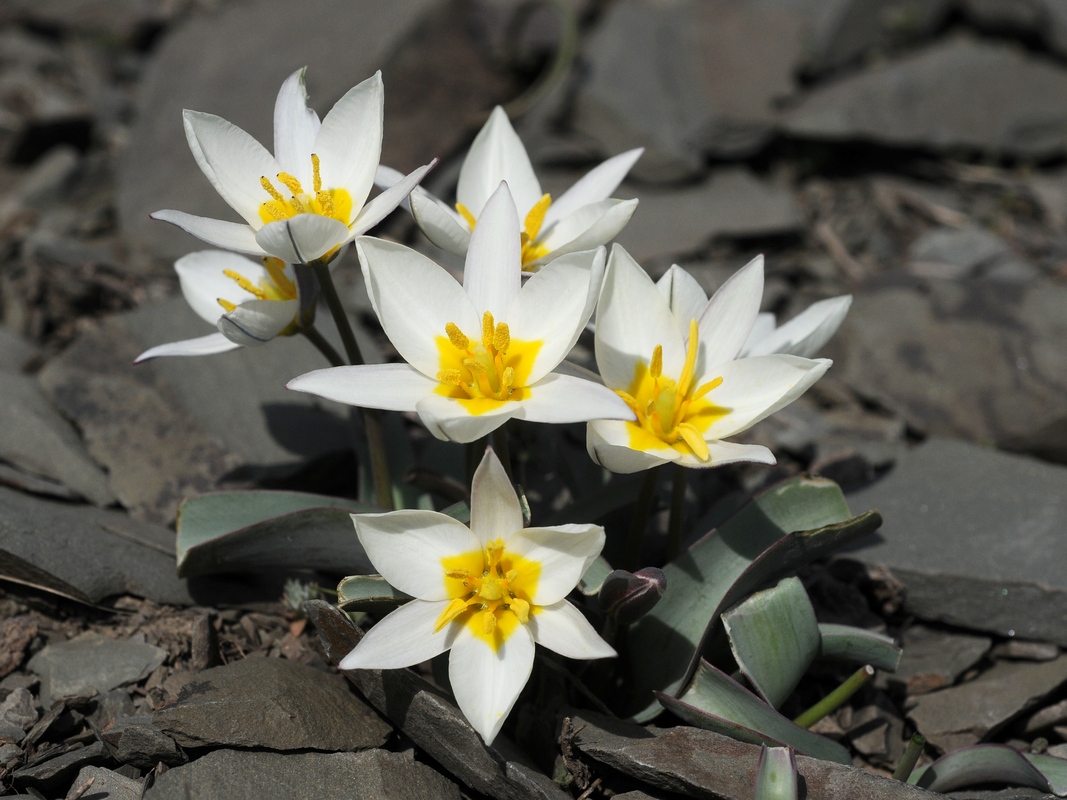 Image of Tulipa orthopoda specimen.