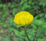 genus Ranunculus. Цветок. Дагестан, Акушинский р-н, окр. с. Акуша, ок. 1800 м н.у.м., опушка березняка. 06.06.2019.