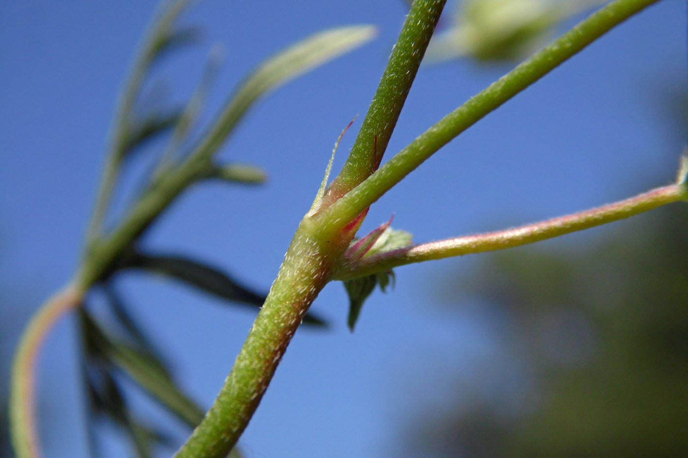 Image of Geranium columbinum specimen.