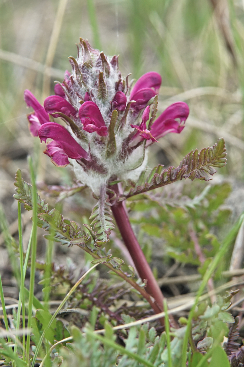 Image of Pedicularis dasystachys specimen.