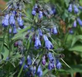 Mertensia pubescens. Соцветия с отцветающими цветками, бутонами и завязавшимися плодами. Магаданская обл., окр. г. Магадан, п-ов Старицкого, истоки горного руч. Холодный, приснежная лужайка. 10.08.2019.