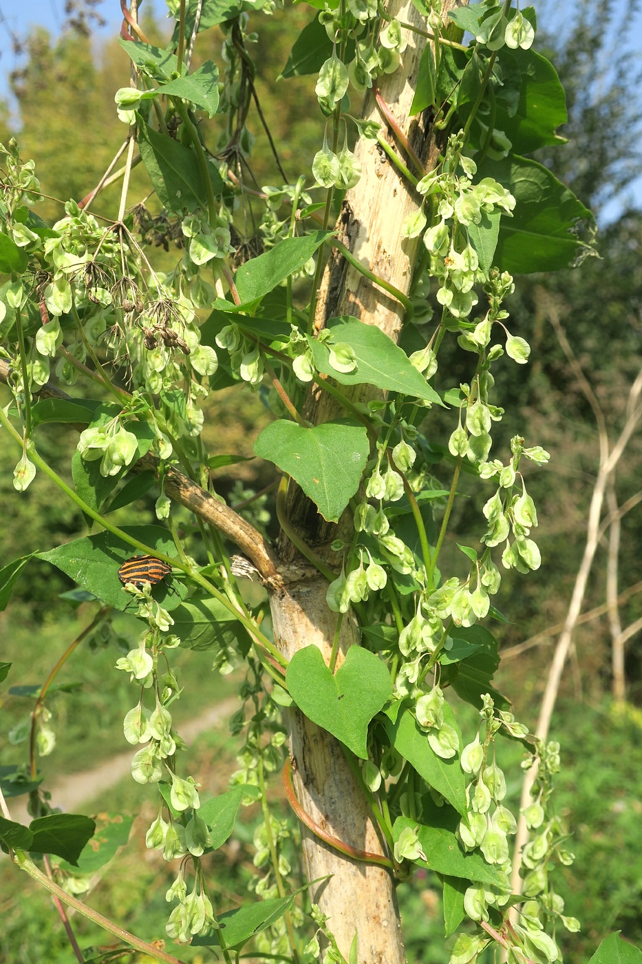 Image of Fallopia dumetorum specimen.