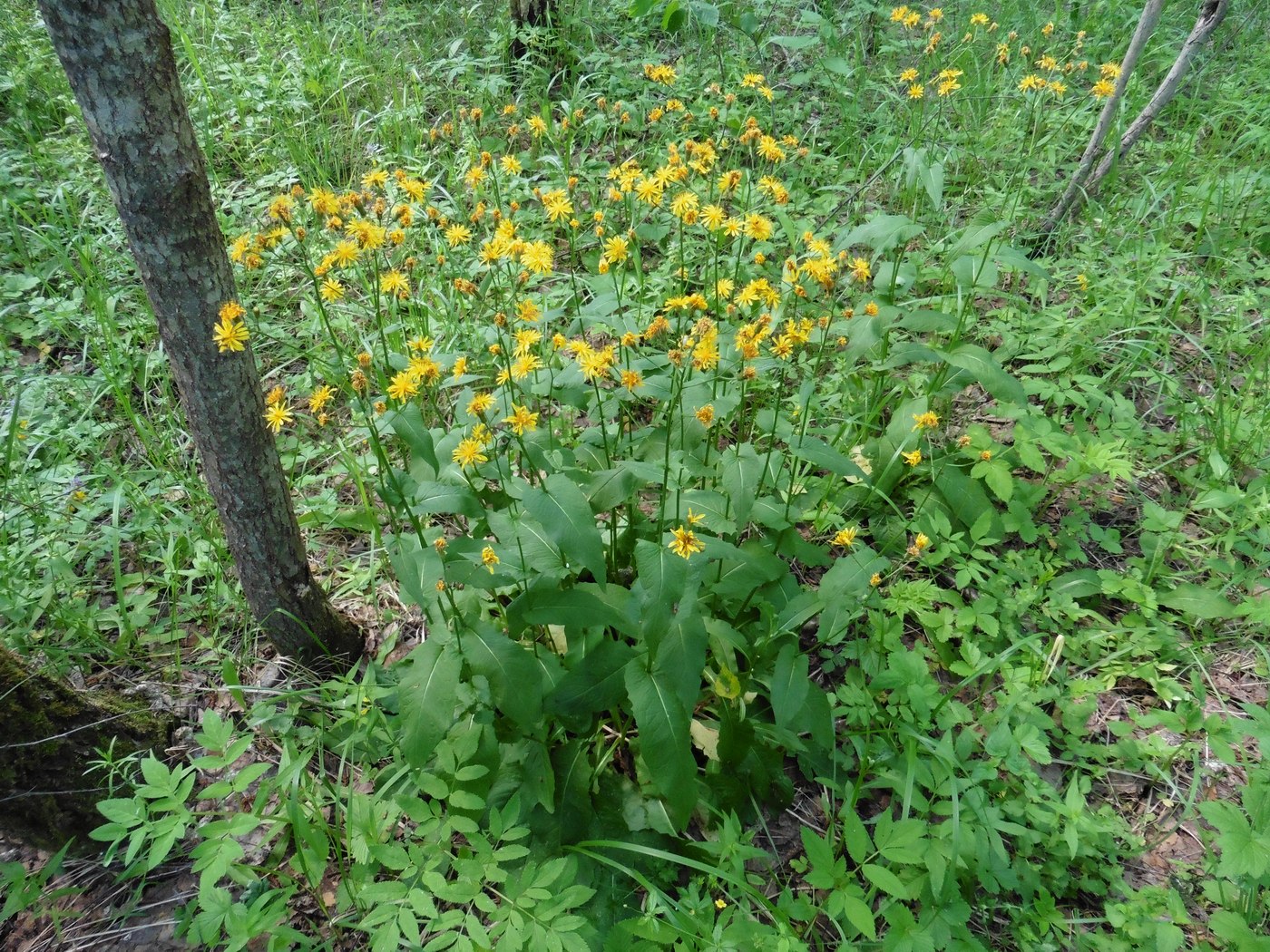 Image of Crepis paludosa specimen.